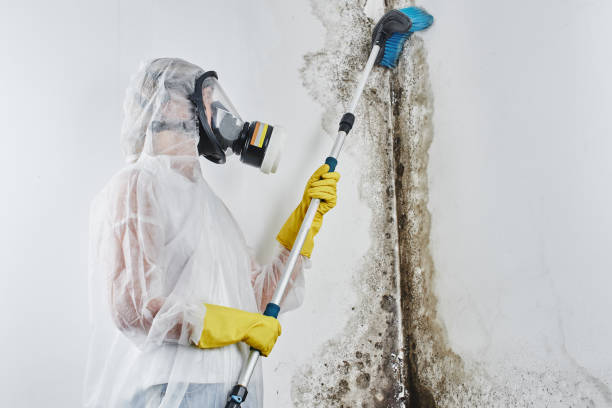 Professional Mold Removal in Ballston Spa, NY