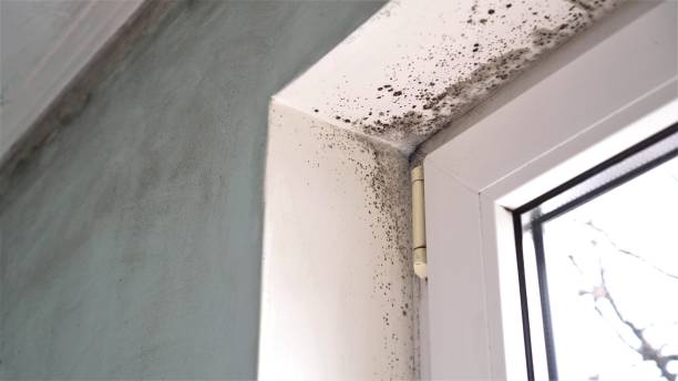 Mold Removal Process in Ballston Spa, NY