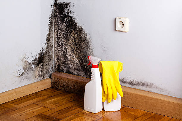Best Mold Damage Repair  in Ballston Spa, NY